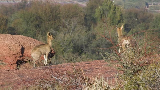 Two klipspringers on rocky outcrop