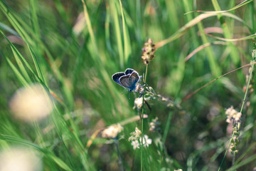 Beautiful butterfly with blue wings