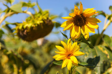 Beautiful little sunflower flower
