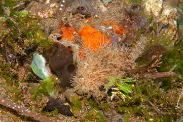 Striated frogfish Philippines