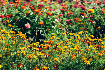 Beautiful red flowering marigolds