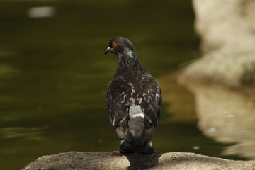 Street pigeon in the city of Pontevedra