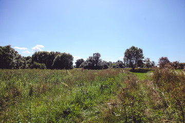 Obraz premium Green field and blue sky