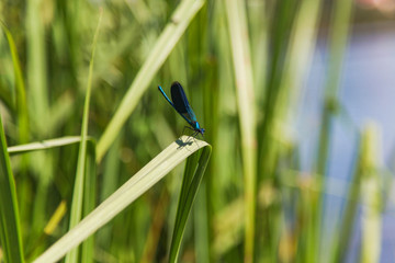 One beautiful blue dragonfly