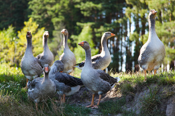 Flock of beautiful gray geese