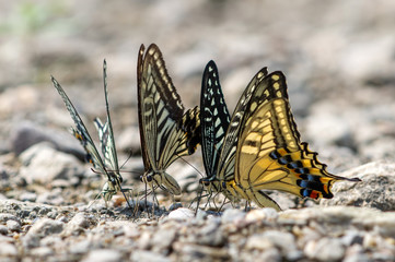 アゲハとキアゲハ