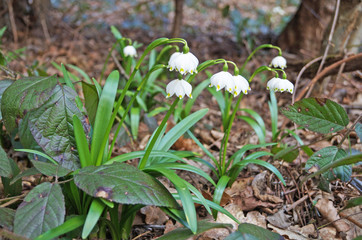 Flowers and buds of snowdrops with white petals and green leaves in the forest on a spring sunny day