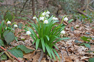 Flowers and buds of snowdrops with white petals and green leaves in the forest on a spring sunny day