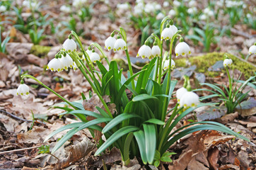 Flowers and buds of snowdrops with white petals and green leaves in the forest on a spring sunny day