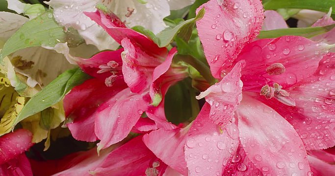 Alstroemeria Or Peruvian Lily Blooming. Extreme Macro. Black Background.