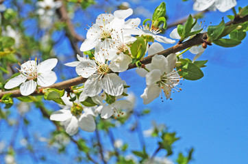 Cherry branch with white delicate flowers and a yellow center with green leaves against a blue sky