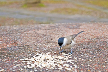 Titmouse and nuthatch with yellow, black, orange and white feathers eating seeds on a stone in spring day
