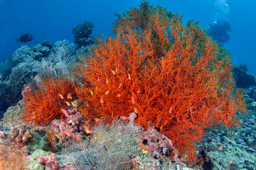 Naklejka na ściany i meble Colorful variety of corals. Underwater photography