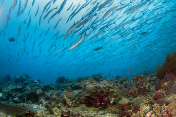 A large flock of barracudas swims over a coral reef.