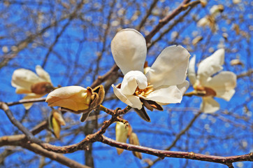 Magnolia buds and flowers with white petals on a tree branch against a blue sky
