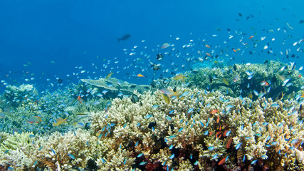 A variety of coral fish swim over the coral. Underwater photography