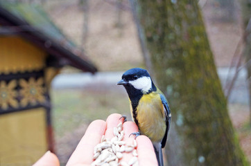 Titmouse with yellow, black and white feathers eats sunflower seeds from the palm of a man in a spring day