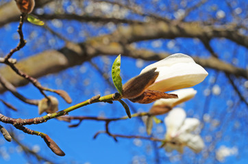 Magnolia buds and flowers with white petals on a tree branch against a blue sky