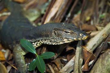 Varan in the palm forest looking for prey