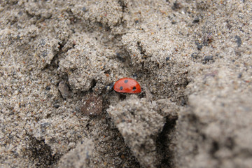 ladybug crawling in the sand