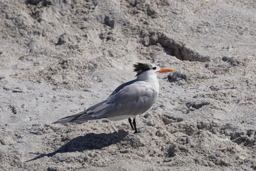 Vogel im Sand