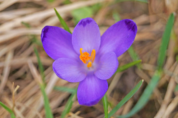 Spring crocus flower in a clearing with delicate purple petals and green leaves on a spring sunny day