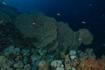 Coral reefs and water plants in the Red Sea, Eilat Israel