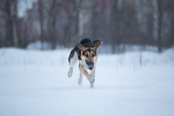 purebred german shepherd at walk in winter