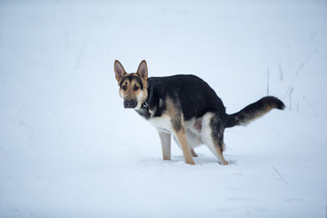 purebred german shepherd at walk in winter