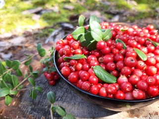 Fresh forest lingonberries in a bowl. Selective focus. Top view.