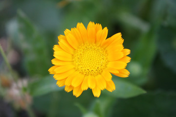 Calendula officinalis blooming in the garden.