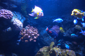 Naklejka na ściany i meble colorful beautiful fish