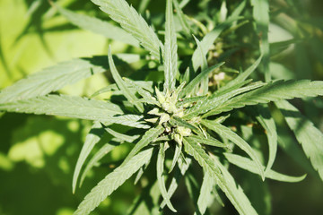 Green plaid hemp. Growing medicine in the garden.