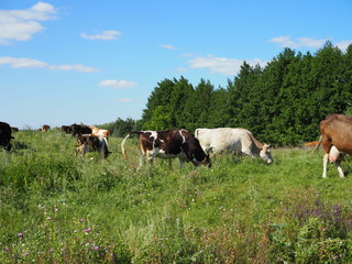 Fototapeta na wymiar A herd of cows grazing in a meadow Sunny day.