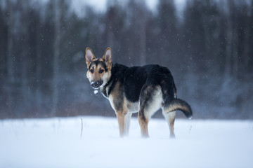 purebred german shepherd at walk in winter