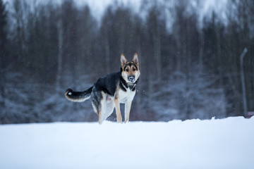 purebred german shepherd at walk in winter