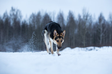 purebred german shepherd at walk in winter