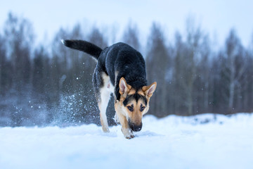 purebred german shepherd at walk in winter