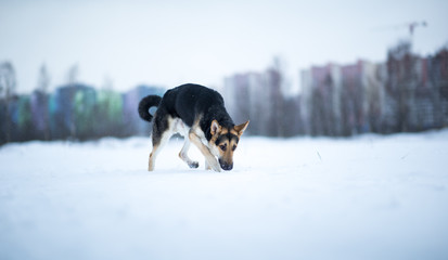 purebred german shepherd at walk in winter