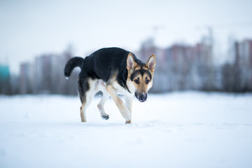 purebred german shepherd at walk in winter
