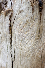 Wooden Bark Tree Stump Texture 