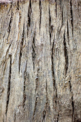 Wooden Grain Bark Texture of a Tree