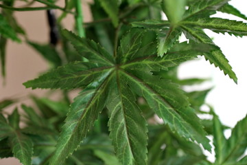 Medical marijuana, green cannabis from Aceh, with a background and foreground blur, noise and bokeh