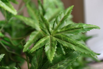 Medical marijuana, green cannabis from Aceh, with a background and foreground blur, noise and bokeh