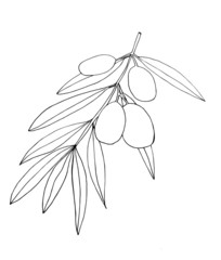 olives on a branch with leaves simple liner hand drawn on a white background vector graphic. natural organic plant element icon