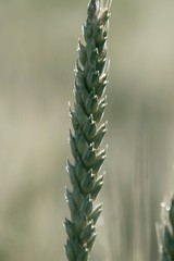 close up green wheat in the field © Milje Ivan