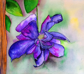 Fototapeta na wymiar Wildflower clematis flower in a watercolor style