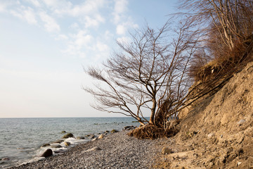 Totholz an der Küste, Nationalpark Jasmund, Insel Rügen, Mecklenburg-Vorpommern, Deutschland, Europa