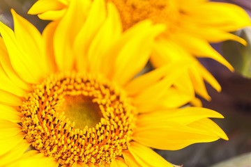 Sunflower natural background. Sunflower blooming. Close-up of bright sunflower.