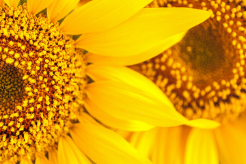 Sunflower natural background. Sunflower blooming. Close-up of bright sunflower.